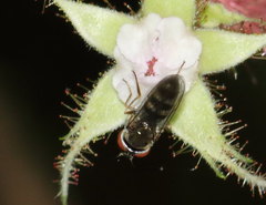 Platycheirus obscurus