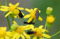 Scythris fuscicomella