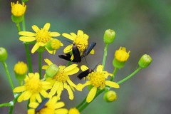 Scythris fuscicomella