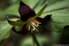 Trillium