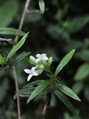 Galianthe bogotensis