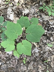 Acer pensylvanicum