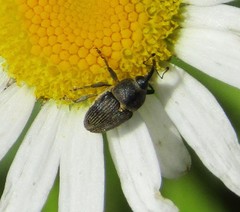 Odontocorynus