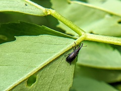 Stenopterapion tenue