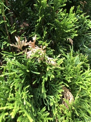 Pestalotiopsis funerea