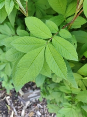 Salvia pulchella