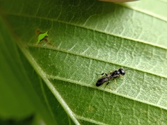 Crossocerus