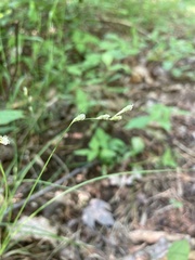 Carex brunnescens