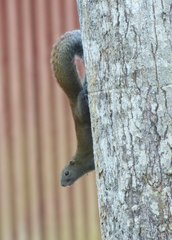 Callosciurus caniceps