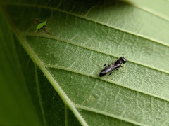 Crossocerus