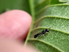 Crossocerus
