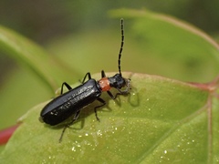 Dichelotarsus pattoni
