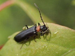 Dichelotarsus pattoni