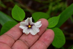 Lycianthes ciliolata
