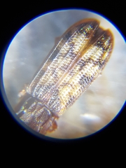 Bitoma insularis