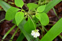 Lycianthes ciliolata