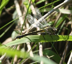 Gomphurus