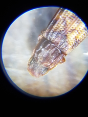 Bitoma insularis