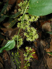 Smilax aristolochiifolia