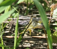 Gomphurus