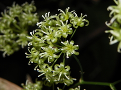 Smilax aristolochiifolia