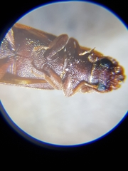 Bitoma insularis