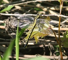 Gomphurus