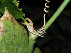 Smilax aristolochiifolia