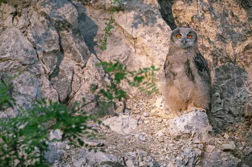 European Eagle Owl