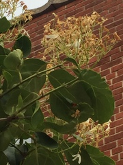 Chionanthus virginicus