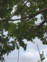Chionanthus virginicus