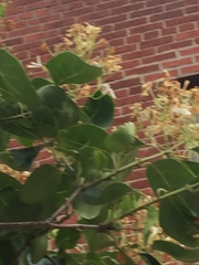 Chionanthus virginicus