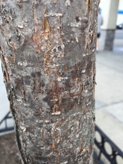 Chionanthus virginicus