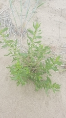 Grindelia squarrosa serrulata