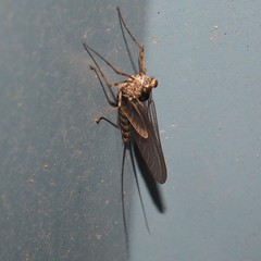 Siphlonurus quebecensis