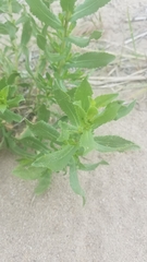 Grindelia squarrosa serrulata