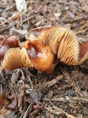Pholiota multicingulata