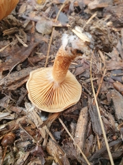 Pholiota multicingulata