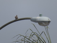 Streptopelia decaocto