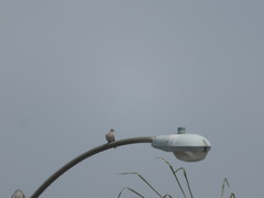 Streptopelia decaocto