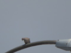 Streptopelia decaocto