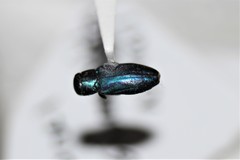 Chrysobothris purpureovittata