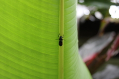 Callitettix versicolor