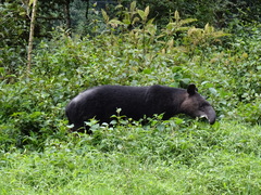 Tapirus pinchaque
