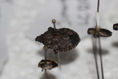 Brochymena parva