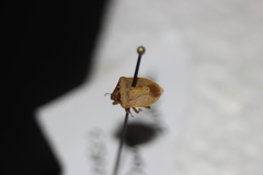 Dendrocoris contaminatus