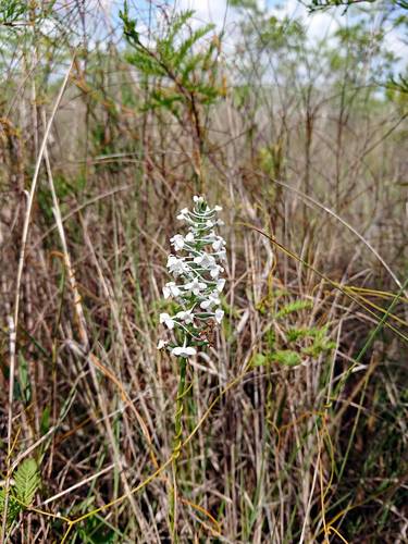 Platanthera nivea image