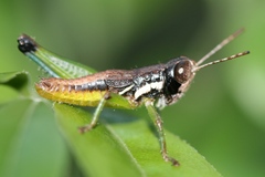 Methiolopsis geniculata