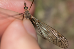Tipula nubeculosa