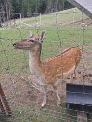 Cervini